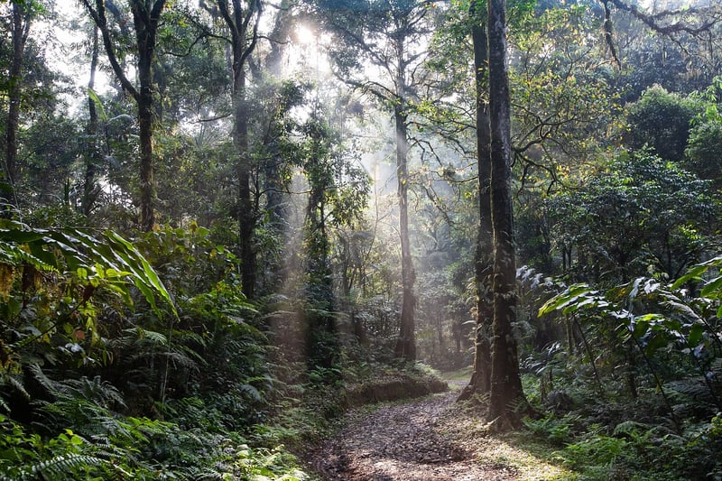Amazon Rainforest